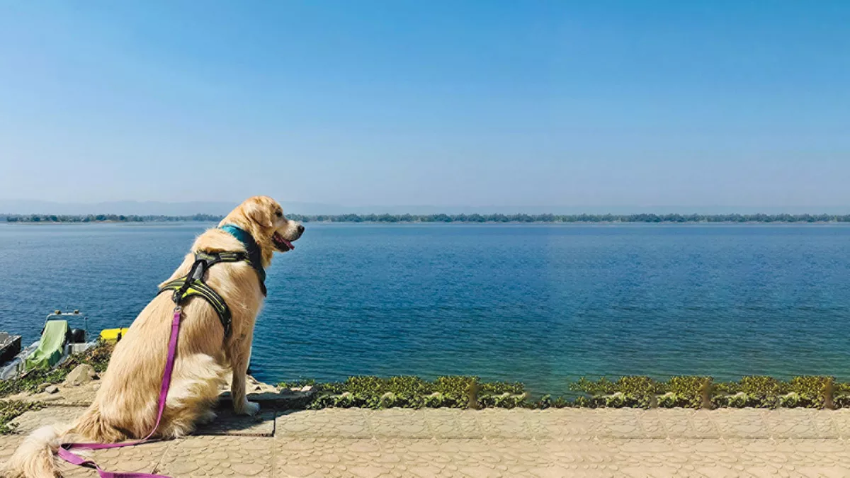 আদরে থাকুক পোষ্য 
