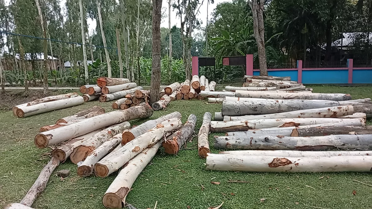 সরকারি গাছ কেটে বিক্রির অভিযোগ জামায়াত ও আ’লীগ নেতার বিরুদ্ধে
