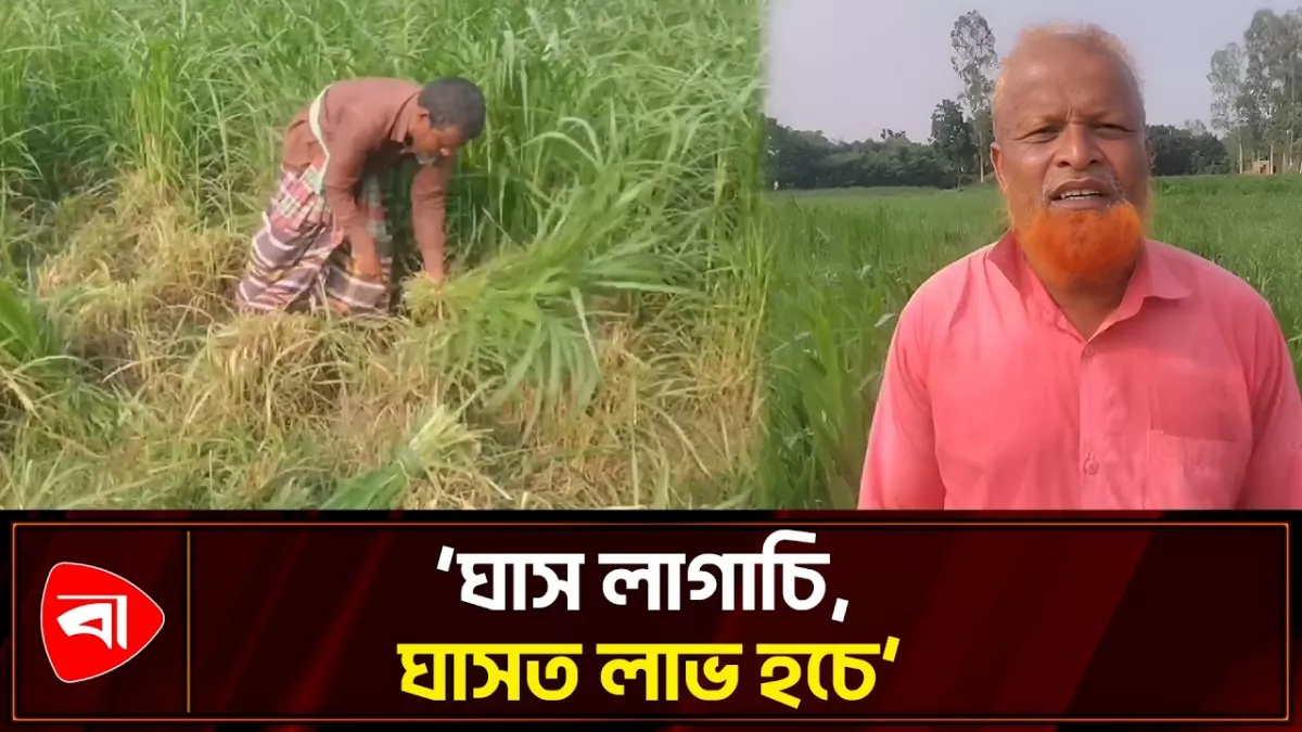 ঘাসের বাণিজ্যিক চাষে হাকিমের বাজিমাত