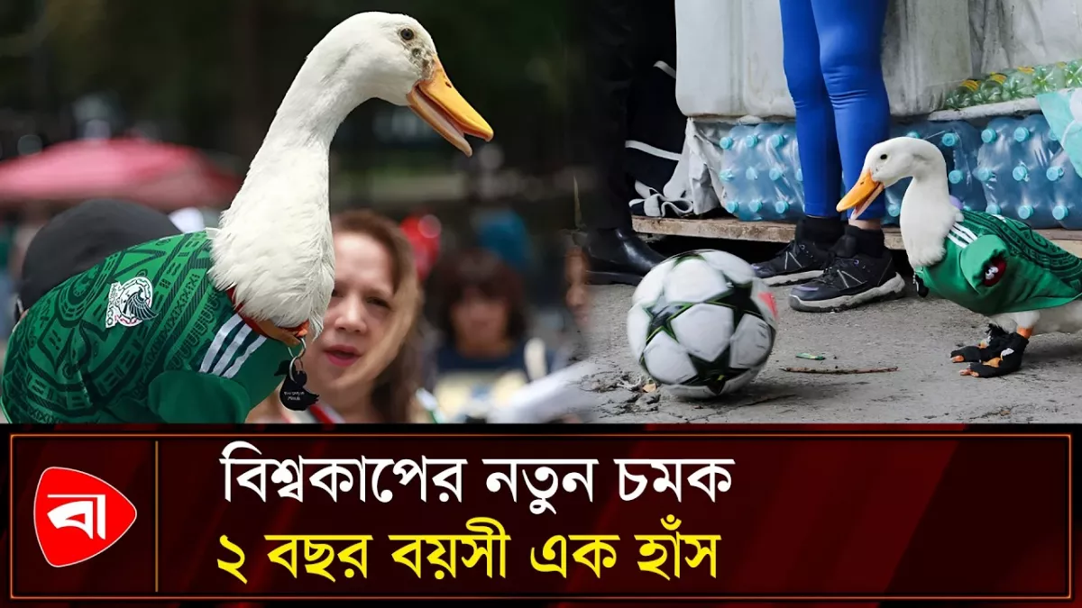 ফিফার অ্যাম্বাসেডর মার্লিন নামের হাঁস, জার্সি গায়ে ঘুরছে শহরে