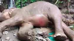 পাহাড় থেকে পড়ে আহত হাতিটির দ্রুত চিকিৎসার নির্দেশ প্রধানমন্ত্রীর