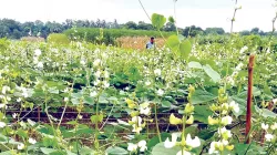 বারো মাসই মিলবে শিম