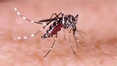 ডেঙ্গু: এক সপ্তাহে ছয় জনের প্রাণহানি, হাসপাতালে ৯৬৯