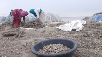কুড়িগ্রামে বন্যার পানি নামলেও ফসলহানিতে দিশেহারা কৃষক