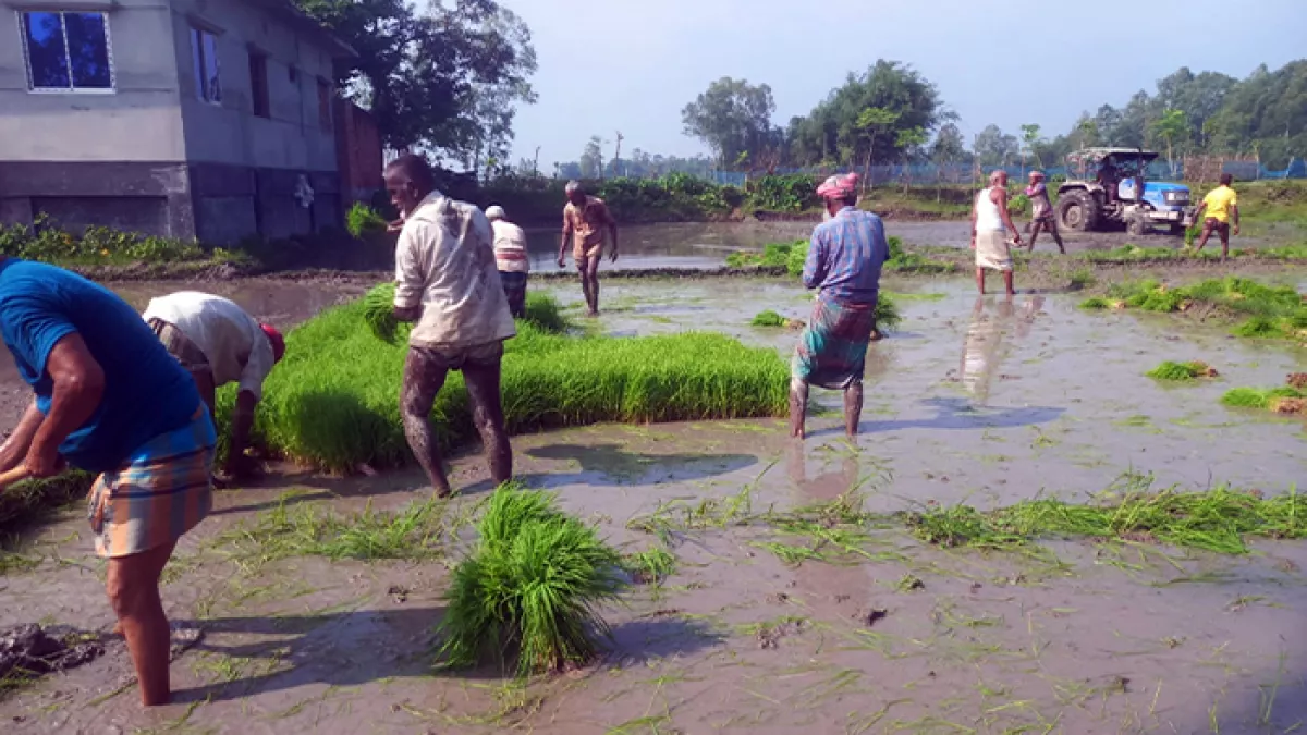 আমন চাষে দোগাছি তৈরিতে ব্যস্ত কৃষক