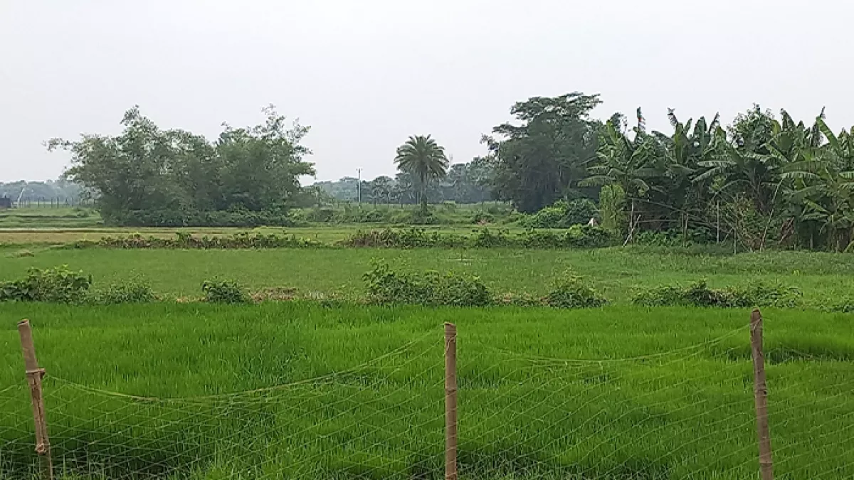দুই সীমান্তে পুশইনের শিকার ৬ জন ফিরিয়ে নিল বিএসএফ 
