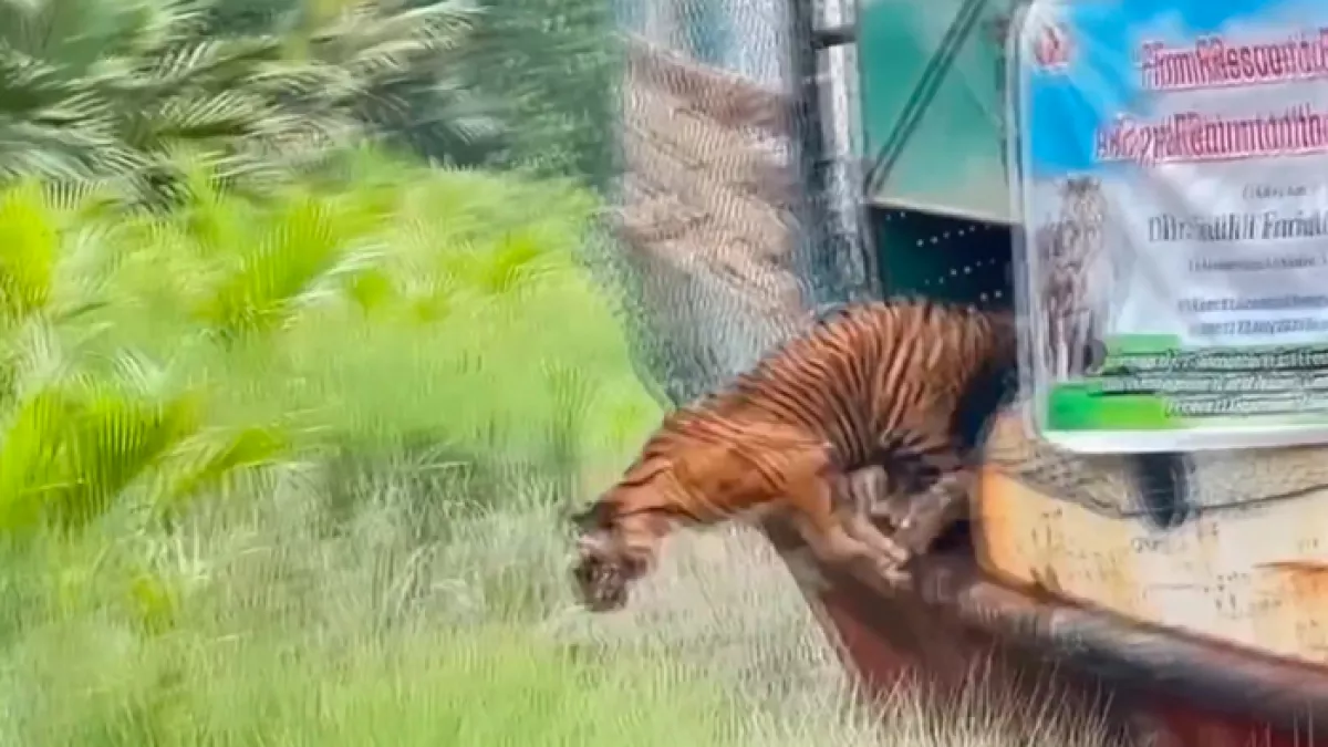 ছয় মাসের চিকিৎসা শেষে সুন্দরবনে ফিরল বাঘিনীটি