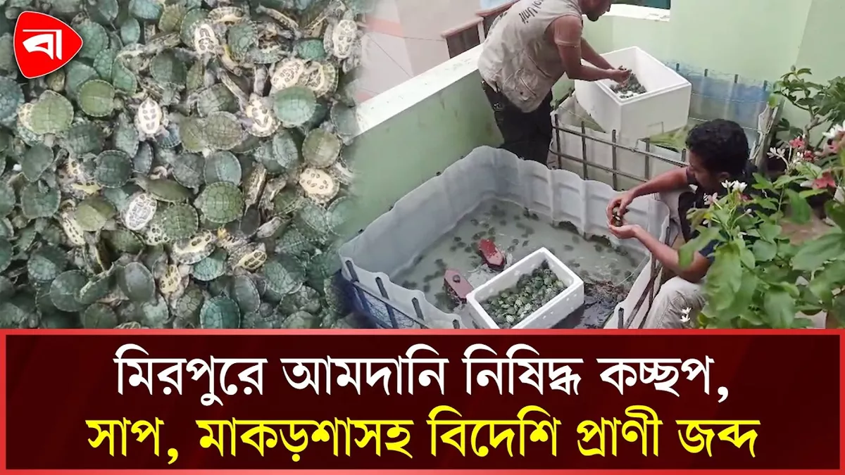  মিরপুরে আমদানি নিষিদ্ধ কচ্ছপ, সাপ,ব্যাঙ, গিরিগিটি ও মাকড়সা জব্দ 
