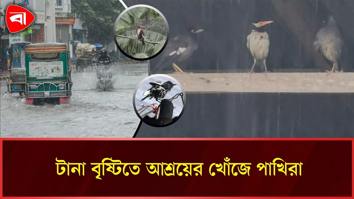  দশমিনায় টানা বৃষ্টিতে আশ্রয় খুঁজছে পাখিরা