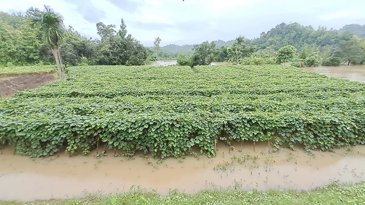 বান্দরবান সদর উপজেলা রত্নপুর এলাকায় ফসলি জমি বন্যায় ক্ষতিগ্রস্ত হয়েছে।  ছবি: প্রতিদিনের বাংলাদেশ