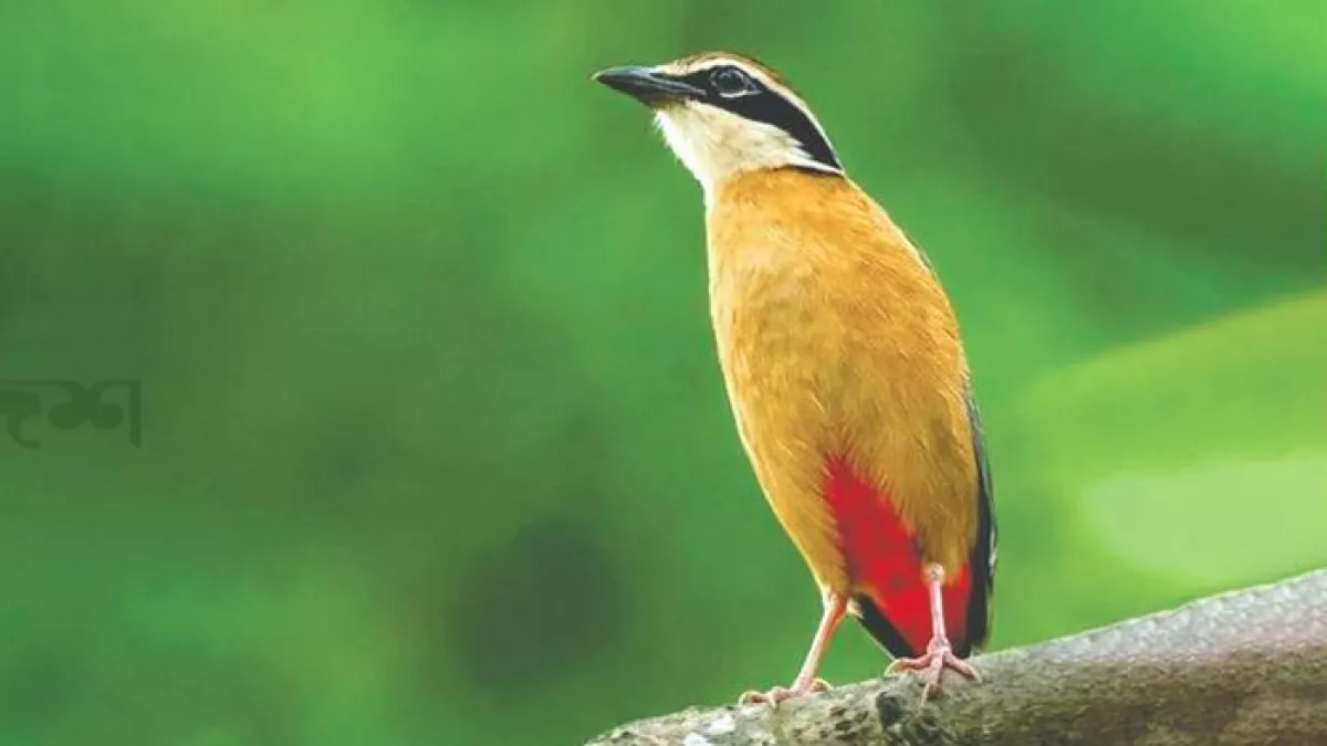 রংপুরের মিঠাপুকুর উপজেলার একটি বনে পরিযায়ী পাখি বনসুন্দরী। ছবি: রানা মাসুদ