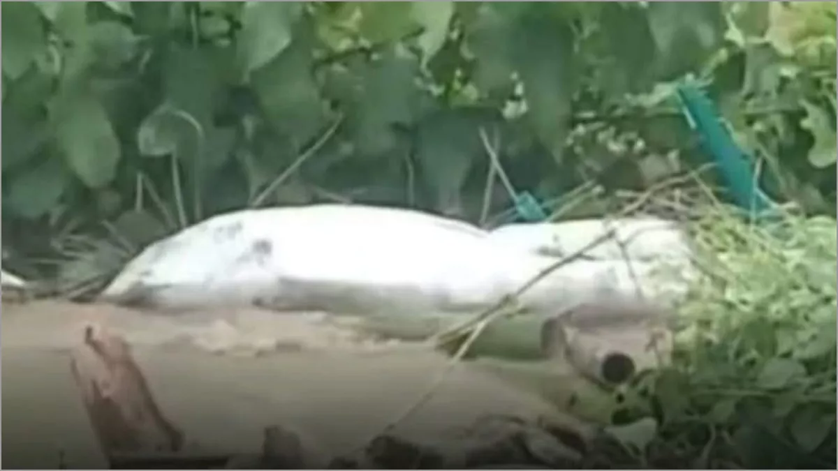 কবরস্থান থেকে বৃহস্পতিবার দুপুরে মরদেহগুলো পানির স্রোতে ভেসে গিয়ে আশপাশের ঝোপঝাড়ে আটকে পড়ে।  ছবি: প্রতিদিনের বাংলাদেশ