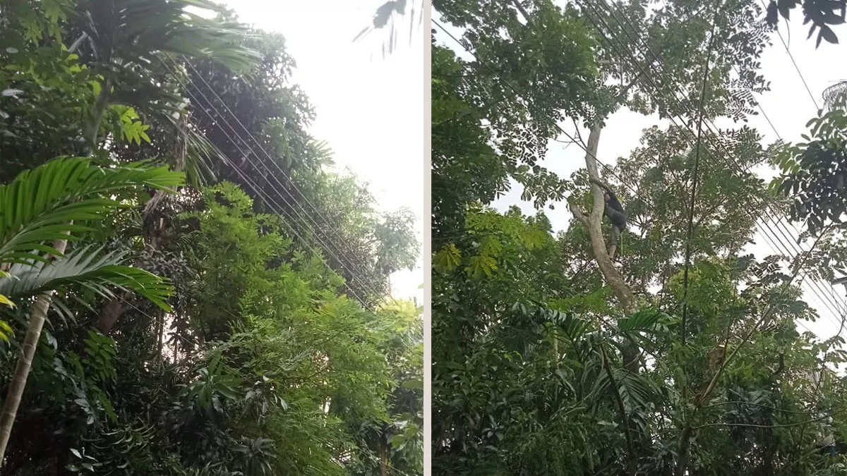 চট্টগ্রামের সন্দ্বীপে বিদ্যুতের লাইনের ওপর ঝুঁকিপূর্ণ গাছ ও ডালপালা অপসারণে স্থানীয়দের বাধার অভিযোগ উঠেছে। কোলাজ: প্রতিদিনের বাংলাদেশ