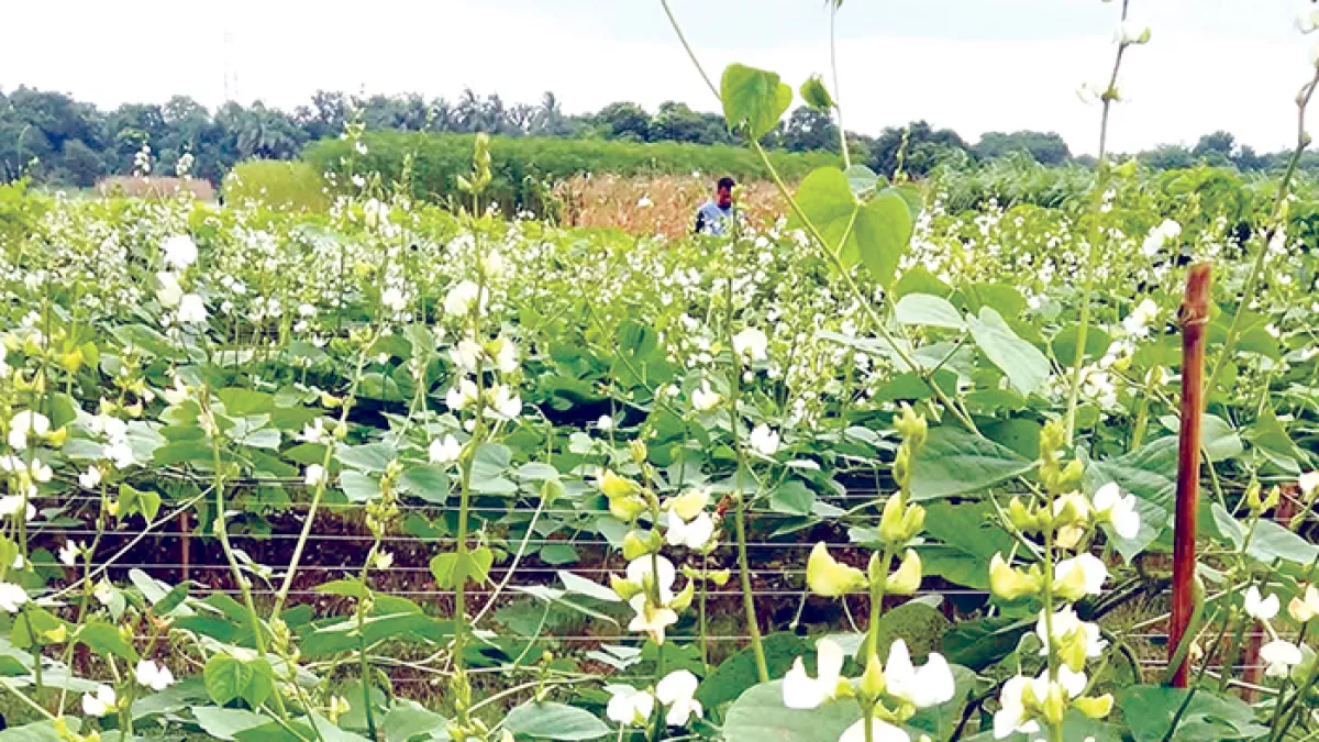 বারো মাসই মিলবে শিম