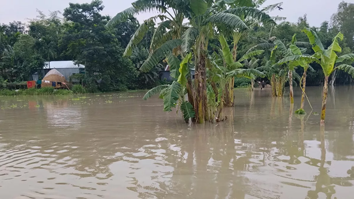 রাজারহাট উপজেলার ঘড়িয়ালডাঙ্গা চরে তিস্তার পানি অস্বাভাবিক বৃদ্ধিতে প্লাবিত হচ্ছে বিস্তীর্ণ এলাকা। ছবি: প্রতিদিনের বাংলাদেশ