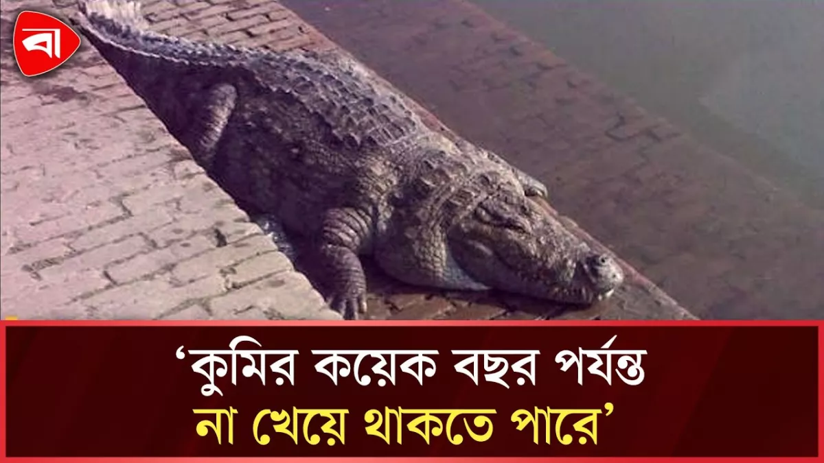 কেমন আছে খান জাহান আলীর মাজারের সেই কুমির