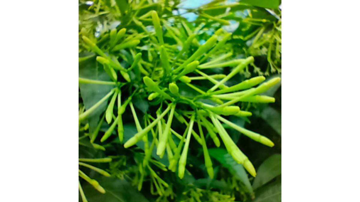 মাশরুর মুর্শেদ